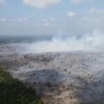 Api Membara! Ratusan Hektare Lahan di Jambi Hangus