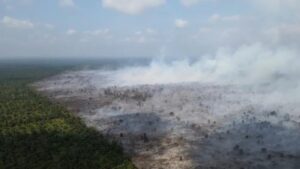 Api Membara! Ratusan Hektare Lahan di Jambi Hangus