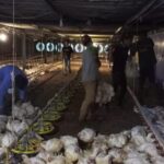 Harga Ayam Dijual Murah, Peternak Ayam Meradang!