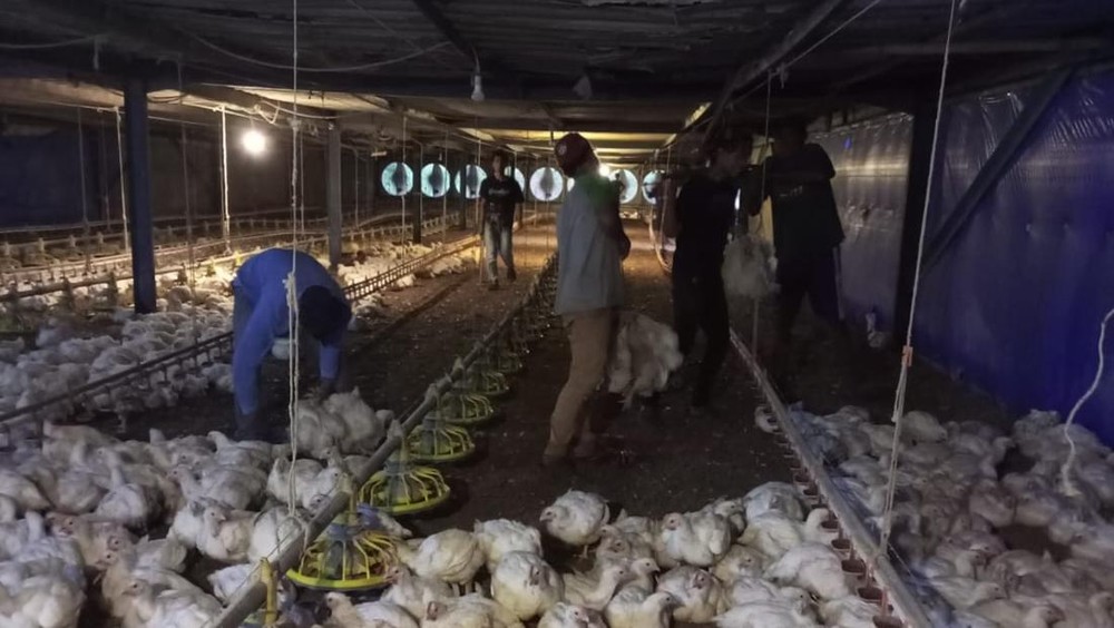 Harga Ayam Dijual Murah, Peternak Ayam Meradang!