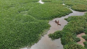 Waduk Selorejo Malang Berubah Jadi Lautan Eceng Gondok