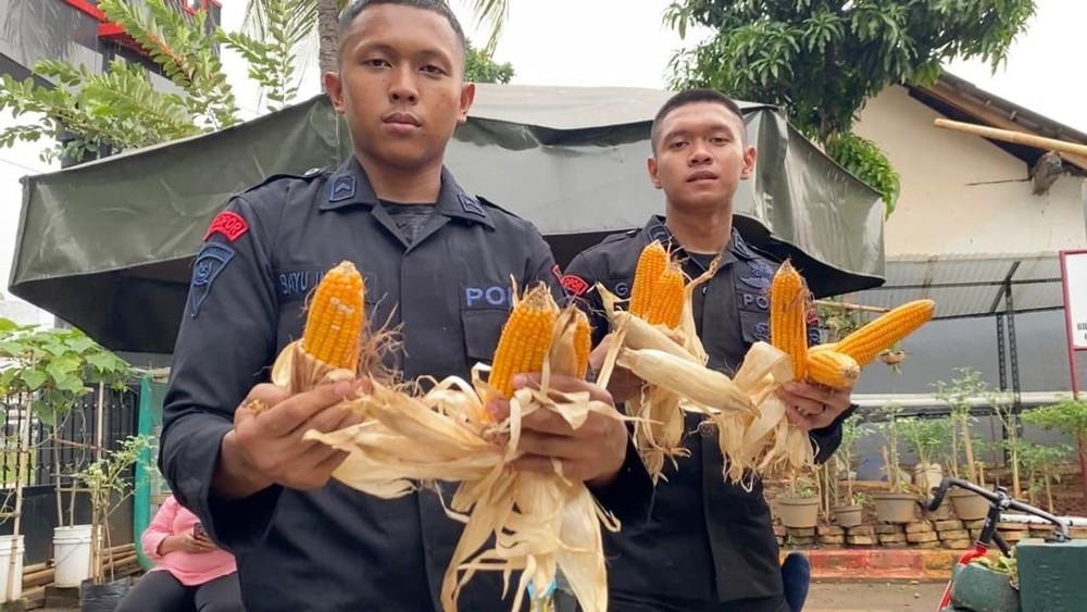 Bangkaterkini.id, Jakarta - Personel Batalyon B Pelopor Brimob Polda Metro Jaya bahu-membahu bersama warga melaksanakan panen jagung dan kerja bakti di Kawasan Rumah Pangan Lestari (KRPL), Sabtu (4/10/2025). Kegiatan ini merupakan wujud nyata dukungan terhadap program ketahanan pangan nasional yang tengah digalakkan pemerintah.