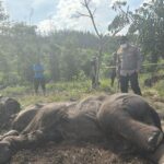 Tragedi Anak Gajah Tesso Nilo Kaki Terjerat Tali