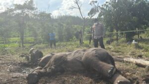Tragedi Anak Gajah Tesso Nilo Kaki Terjerat Tali