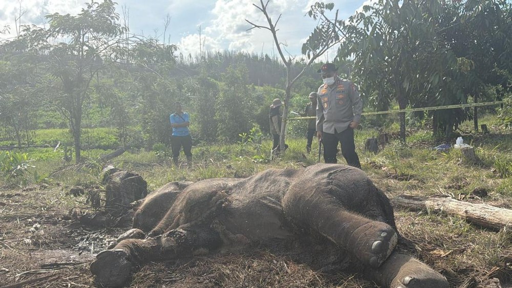 Tragedi Anak Gajah Tesso Nilo Kaki Terjerat Tali