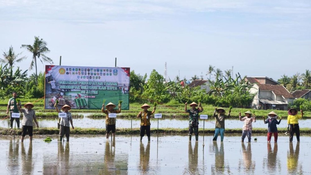 Banyuwangi Genjot Tanam Padi Antisipasi Kemarau
