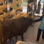 Sapi Kurban Bikin Heboh Toko Kamera Bogor