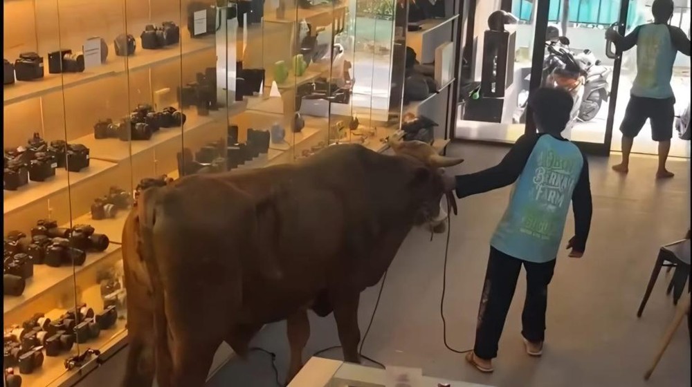 Sapi Kurban Bikin Heboh Toko Kamera Bogor