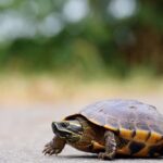Beijing Curigai Kura Kura dan Ikan Jadi Mata Mata Asing