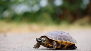 Beijing Curigai Kura Kura dan Ikan Jadi Mata Mata Asing
