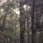 Drama Penyelamatan Pendaki 145 Kg di Gunung Gede