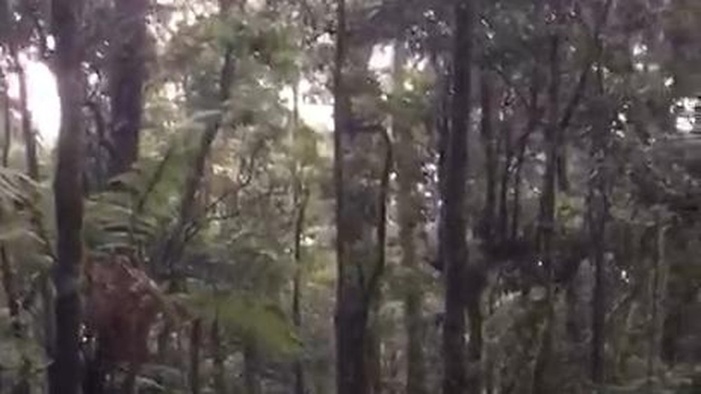 Drama Penyelamatan Pendaki 145 Kg di Gunung Gede